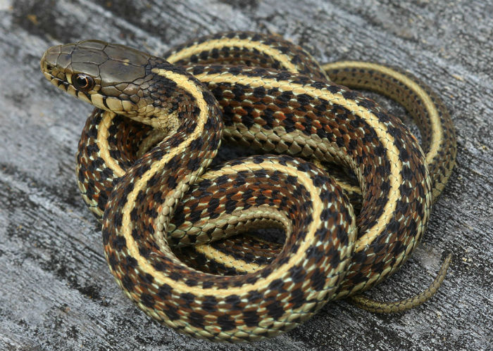 Coast Garter Snake